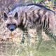 Image: Department of Wildlife Sciences, Aligarh Muslim University, India, Dr. Shamshad Alam